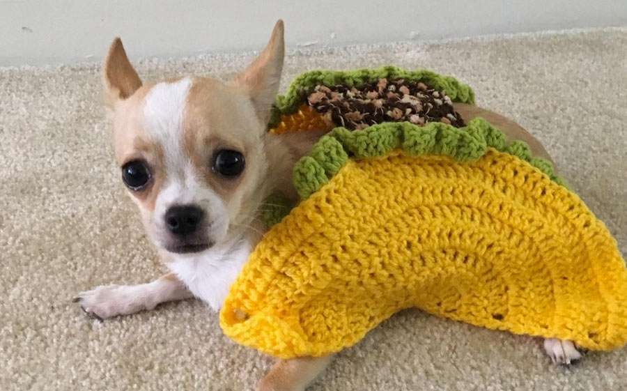 The Delightful World of Pet Costumes and Accessories